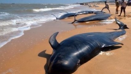 80 baleines-pilotes s'échouent sur une plage indienne, 45 sont mortes