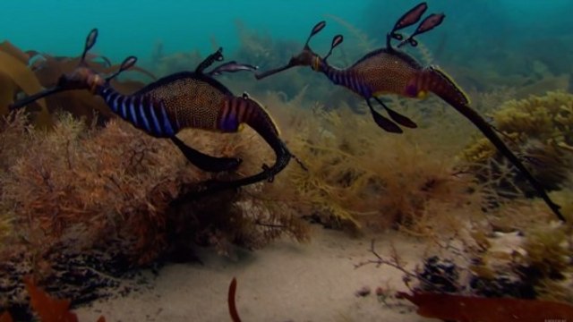 L'étonnante parade nuptiale de deux dragons de mer filmée sous la surface