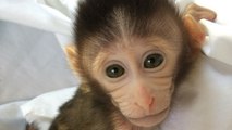 Autisme : des chercheurs créent des singes génétiquement modifiés pour étudier le trouble