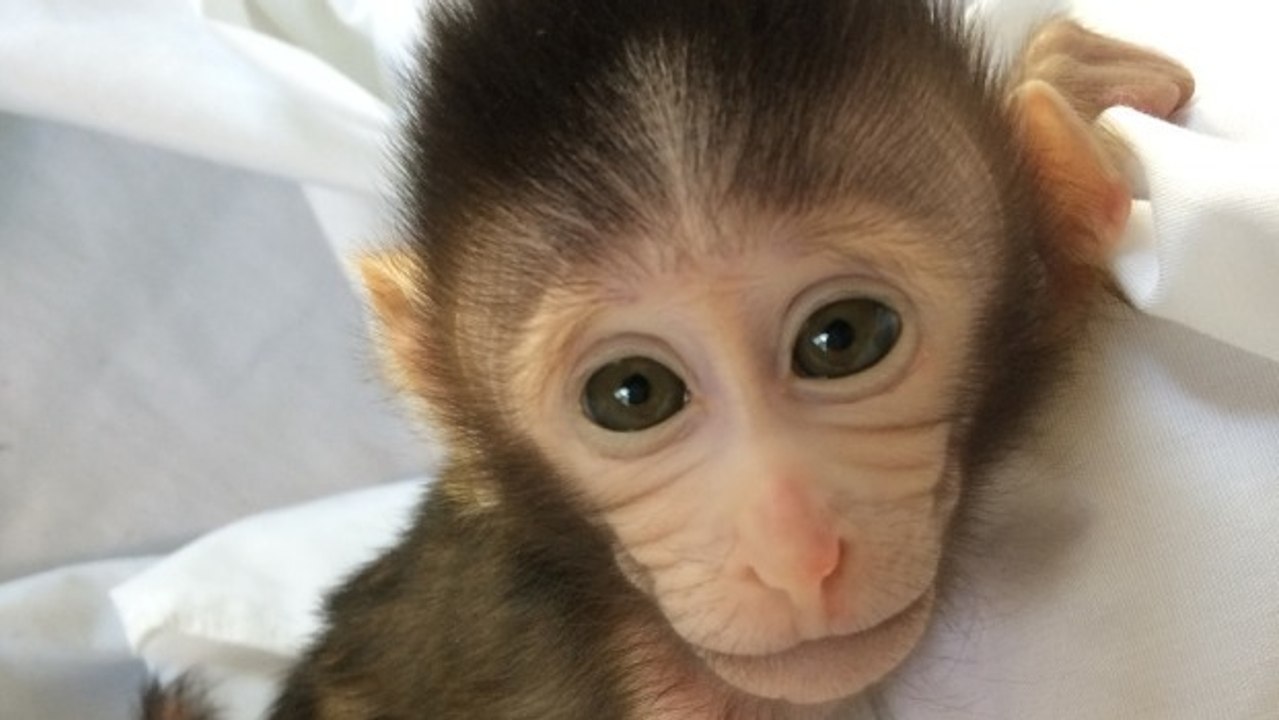 Autisme : des chercheurs créent des singes géné...