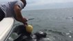 Le délicat sauvetage d'une tortue luth piégée dans une corde en Floride