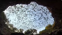 Quand des millions de chauves-souris prennent leur envol avant la tombée de la nuit