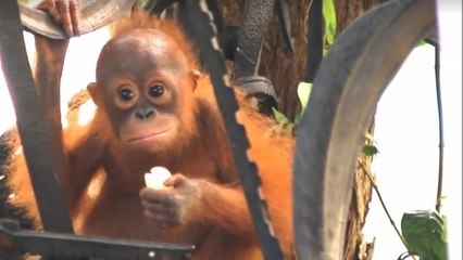 Les fantastiques progrès de Joss, l'orang-outan traumatisé par son passé