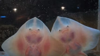 Le ballet envoutant de jeunes raies filmé dans un aquarium