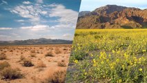 La Vallée de la Mort, l'un des lieux les plus arides, se recouvre d'un incroyable tapis de fleurs