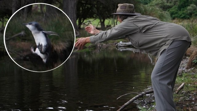 Blindy, le manchot pygmée aveugle qui apprend à nager en Nouvelle-Zélande