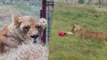 Une lionne découvre les plaisirs de la vie en plein air après des années de captivité