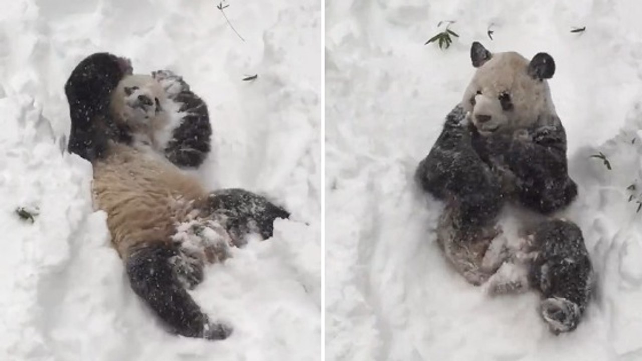 Snowzilla : le panda Tian Tian passe le meilleur moment de sa vie grâce à la tempête de neige