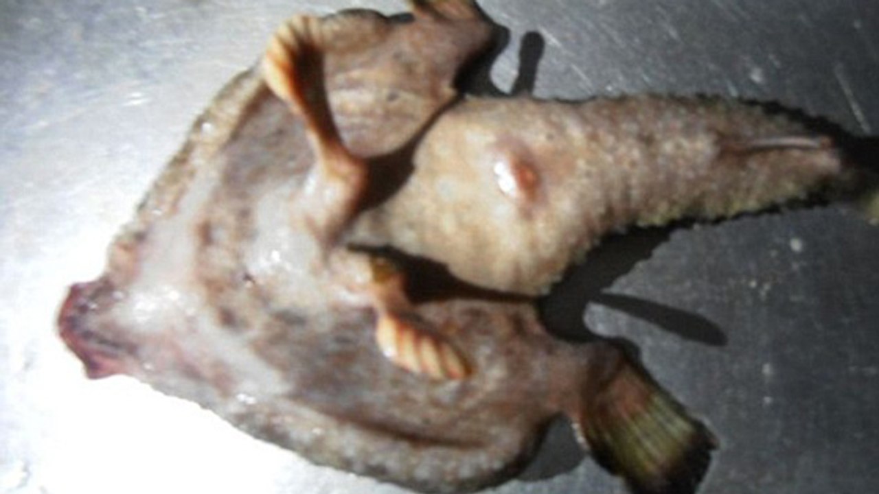 Un étrange poisson "mutant" découvert dans les Caraïbes