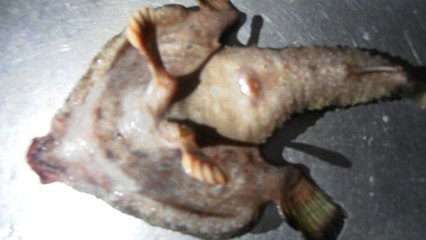 Un étrange poisson "mutant" découvert dans les Caraïbes