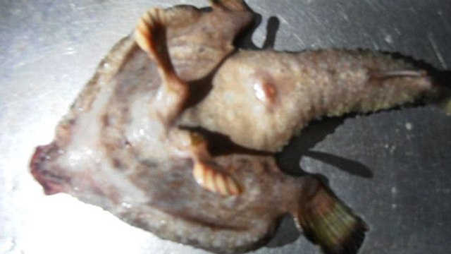 Un étrange poisson mutant découvert dans les Caraïbes