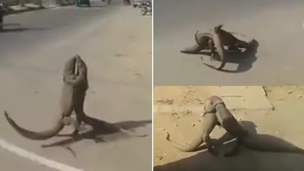Quand deux varans se livrent un combat sans merci en pleine route