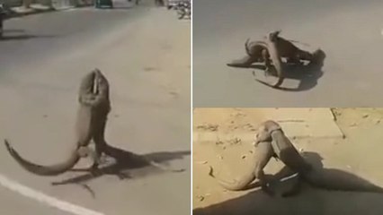 Quand deux varans se livrent un combat sans merci en pleine route