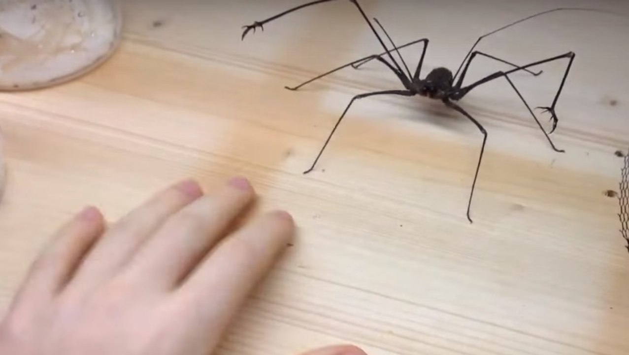 Un jeune Allemand dévoile son effrayant animal de compagnie