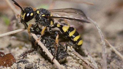 Voilà comment une guêpe voit le monde lorsqu'elle quitte son nid
