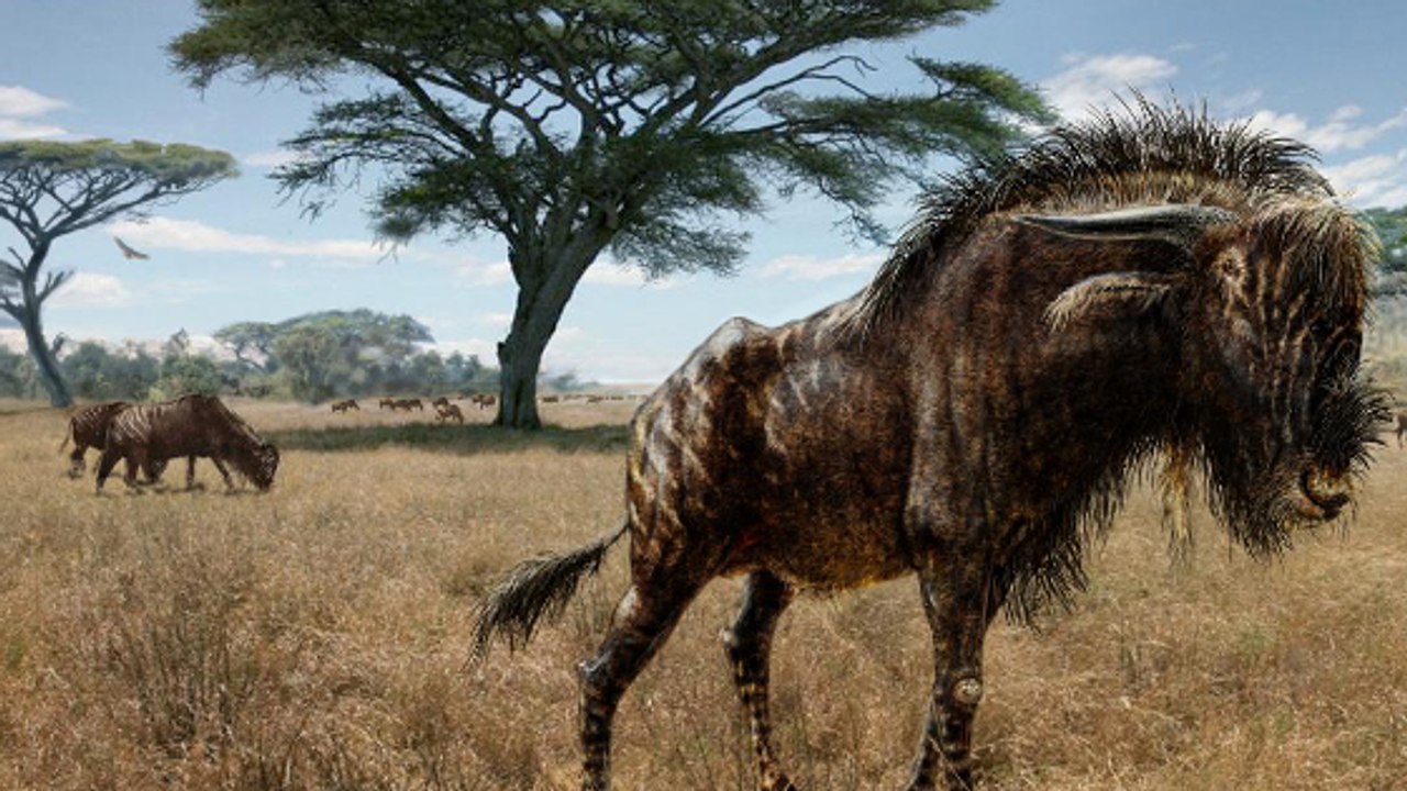 Rusingoryx, l'étrange gnou préhistorique au nez de dinosaure qui fascine les scientifiques