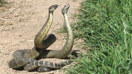 L'étonnante technique des serpents à sonnette pour affirmer leur dominance
