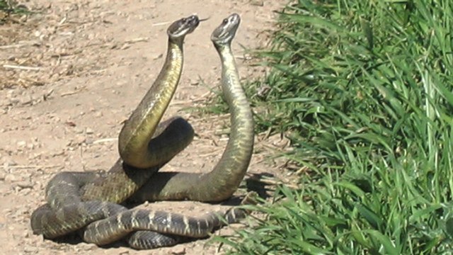 L'étonnante technique des serpents à sonnette pour affirmer leur dominance