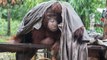 Une association secourt un orang-outan enchainé à un arbre depuis deux ans