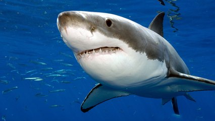 Cet étudiant australien a trouvé une solution contre les attaques de requins