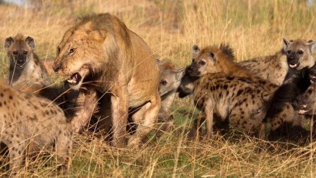 Un impressionnant face-à-face entre un lion et une meute de hyènes venue lui voler sa nourriture