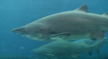 Un requin-taureau attaque un plongeur dans un aquarium d'Afrique du Sud