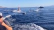 Des amateurs de wakeboard font une incroyable rencontre avec un banc entier de dauphins