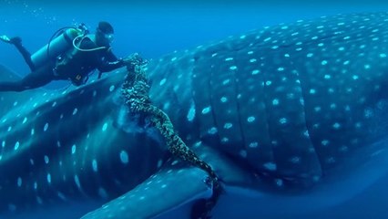 Un plongeur vient au secours d'un requin-baleine piégé dans une corde de pêche (Vidéo)