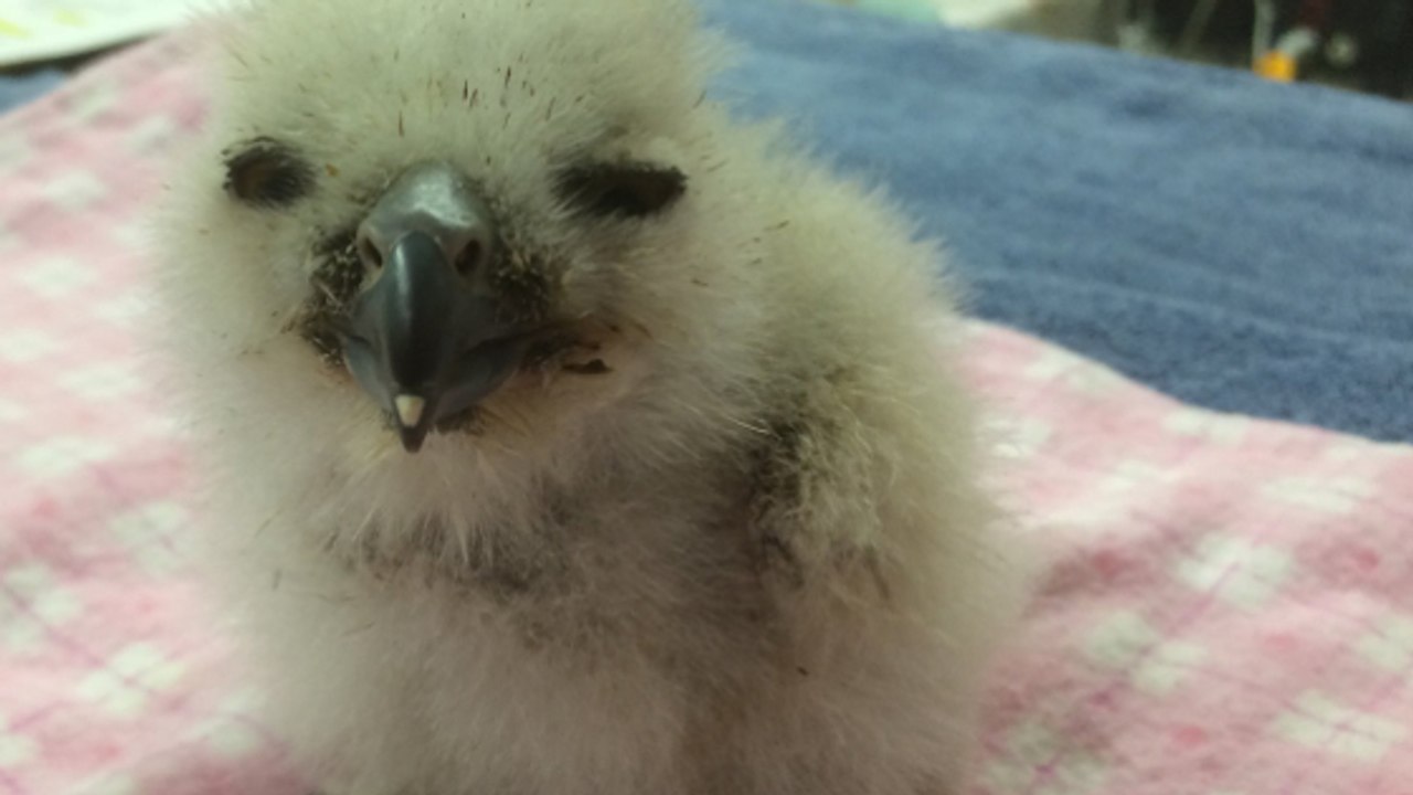 Le fantastique sauvetage d’un bébé grand-duc tombé du nid aux Etats-Unis