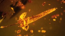 Une fleur toxique de plus de 20 millions d’années découverte piégée dans l’ambre