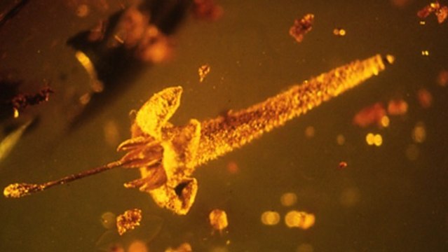 Une fleur toxique de plus de 20 millions d’années découverte piégée dans l’ambre