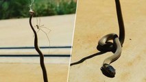 Quand une araignée terrasse un serpent venimeux en Australie