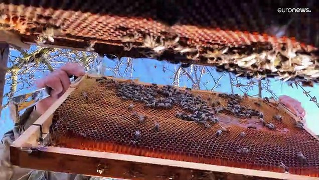 Georgia, il miele locale fatica a conquistare i mercati europei. Tutta colpa della burocrazia