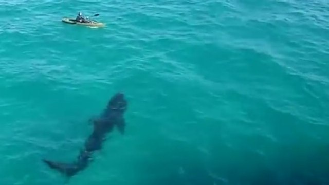 Quand un kayakiste se retrouve nez à nez avec un gigantesque requin
