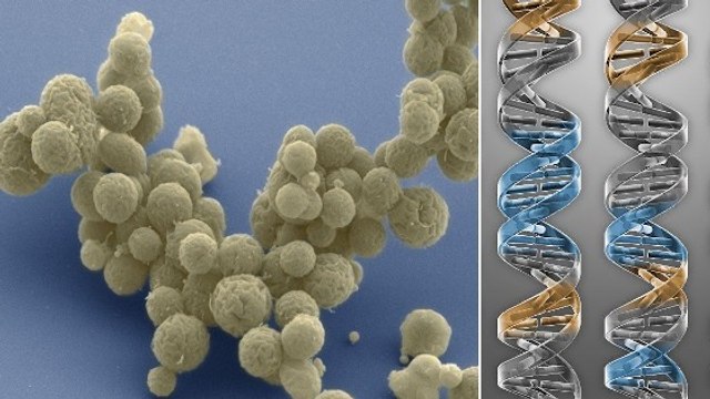 Des chercheurs créent une bactérie en laboratoire avec moins de 500 gènes