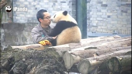Un tendre moment entre un petit panda et son gardien