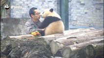 Un tendre moment entre un petit panda et son gardien