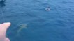 La parfaite réaction d'un nageur tombé nez-à-nez avec un immense requin dans les Maldives