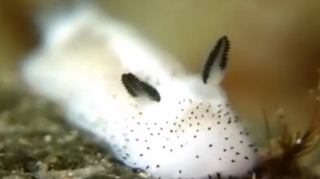 Jorunna parva : l'incroyable limace de mer à l'apparence d'un lapin