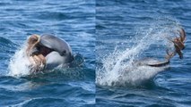 Un dauphin immortalisé en train de s'amuser avec... un poulpe