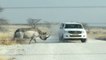 Quand un rhinocéros charge violemment une voiture remplie de touristes en Namibie
