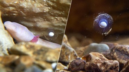 Les oeufs d'un "dragon" extrêmement rare découverts dans une grotte en Slovénie