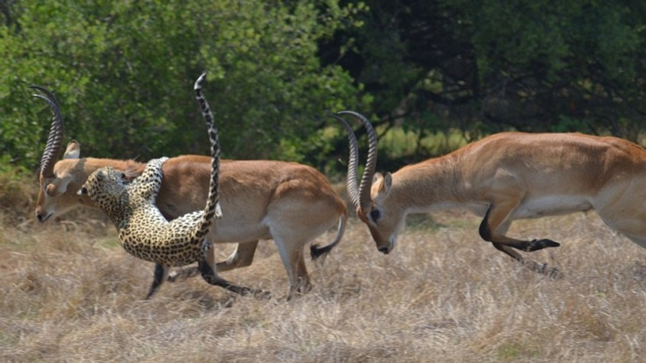 L'impressionnant affontement entre une antilope et un léopard filmé en pleine nature