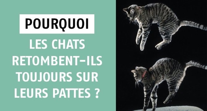 Pourquoi les chats retombent-ils toujours sur leurs pattes ?