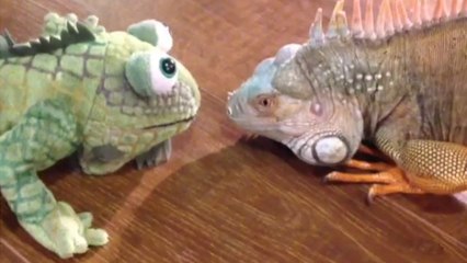 Quand un iguane s’en prend à un... iguane en peluche