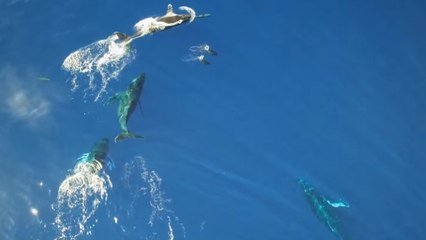 Un incroyable rassemblement de baleines et dauphins filmé depuis les airs