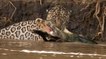 L'impressionnante attaque d'un jaguar sur un caïman filmée en pleine nature
