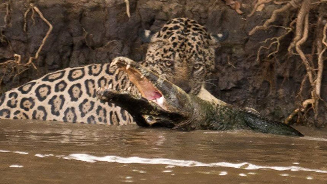 L'impressionnante attaque d'un jaguar sur un ca...