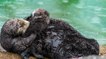 Une loutre sauvage filmée en train de donner naissance dans un aquarium américain