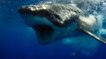 L'impressionnante technique de chasse d'un requin blanc filmée au large du Mexique